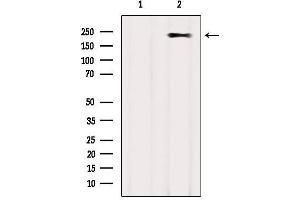 Western blot analysis of extracts from COS-7, using MYH2 Antibody. (MYH2 anticorps)