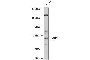 Western blot analysis of extracts of HT-29 cells, using MLKL antibody (ABIN6130556, ABIN6143880, ABIN6143884 and ABIN6217451) at 1:1000 dilution. (MLKL anticorps)