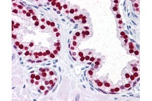 Anti-FOXA1 antibody IHC of human prostate. (FOXA1 anticorps  (AA 367-473))