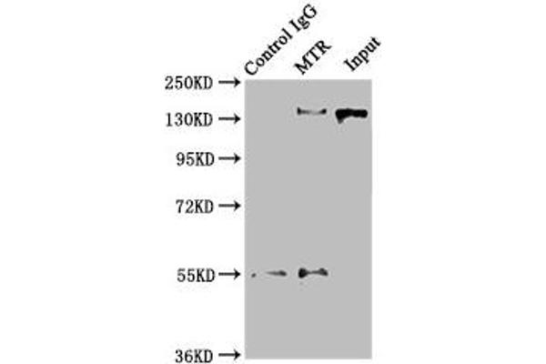 MTR antibody  (AA 923-1265)