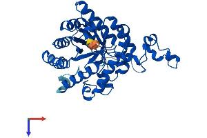 AlphaFold protein structure predicition of Human Recombinant BHMT2 Protein, UniprotID Q9H2M3