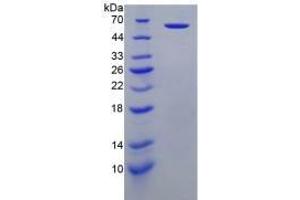 SDS-PAGE analysis of Human Perforin 1 Protein. (Perforin 1 Protéine)