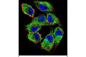 Confocal immunofluorescent analysis of NKD2 Antibody (C-term) (ABIN656092 and ABIN2845435) with  cell followed by Alexa Fluor 488-conjugated goat anti-rabbit lgG (green).