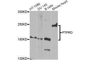 Western blot analysis of extracts of various cell lines, using PTPRD Antibody. (PTPRD anticorps)