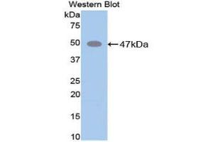 Western Blotting (WB) image for anti-Elastin (ELN) (AA 266-443) antibody (ABIN3206835) (Elastin anticorps  (AA 266-443))