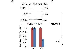 USP7-DNMT1 interaction is required for USP7-mediated stabilization of DNMT1.
