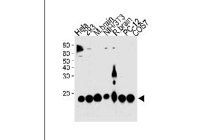 PIN1 Antibody (ABIN1882275 and ABIN2843608) western blot analysis in Hela,293,mouse NIH/3T3,PC-12,COS-7 cell line and mouse brain,rat brain tissue lysates (35 μg/lane). (PIN1 anticorps)