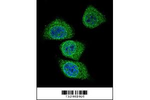 Confocal immunofluorescent analysis of GIF Antibody with 293 cell followed by Alexa Fluor 488-conjugated goat anti-rabbit lgG (green). (Intrinsic Factor anticorps  (AA 189-218))