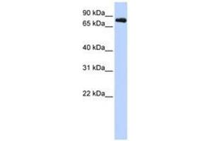 Image no. 1 for anti-Potassium Voltage-Gated Channel, Shaw-Related Subfamily, Member 3 (KCNC3) (AA 468-517) antibody (ABIN6740413)