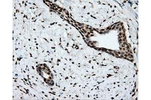 Image no. 1 for anti-Amyloid beta (A4) Precursor Protein (APP) antibody (ABIN1496877) (APP anticorps)