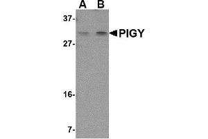 Western Blotting (WB) image for anti-Phosphatidylinositol Glycan Anchor Biosynthesis, Class Y (PIGY) (Middle Region) antibody (ABIN1031038)