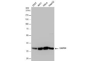 WB Image GAPDH antibody detects GAPDH protein by western blot analysis. (GAPDH anticorps)