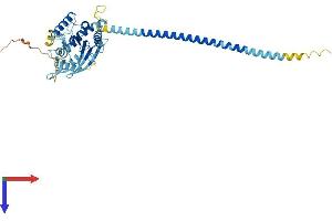 AlphaFold protein structure predicition of Mouse Recombinant Septin14 Protein, UniprotID Q9DA97