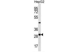 PROSC Antibody (C-term) western blot analysis in HepG2 cell line lysates (35µg/lane).