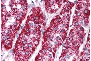 Human Adrenal (formalin-fixed, paraffin-embedded) stained with PCK1 antibody ABIN214134 at 5 ug/ml followed by biotinylated goat anti-rabbit IgG secondary antibody ABIN481713, alkaline phosphatase-streptavidin and chromogen.