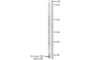 Western blot analysis of extracts from HuvEc cells treated with Serum. (Histone H3.1 anticorps  (pSer28))