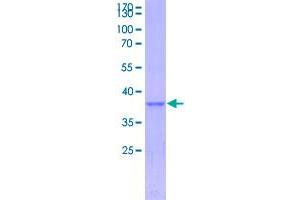 Image no. 1 for Apolipoprotein C-III (APOC3) (AA 1-99) protein (GST tag) (ABIN1989573)