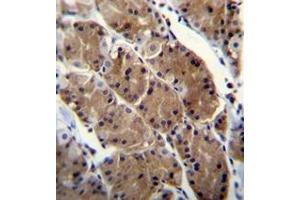 Immunohistochemistry analysis in formalin fixed and paraffin embedded human stomach tissue reacted with Motilin receptor Antibody (C-term) followed by peroxidase conjugation of the secondary antibody and DAB staining.