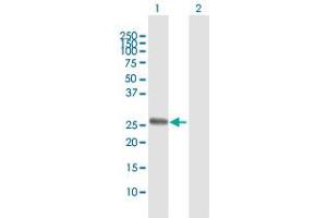 Western Blot analysis of TSSK3 expression in transfected 293T cell line by TSSK3 MaxPab polyclonal antibody. (TSSK3 anticorps  (AA 1-268))