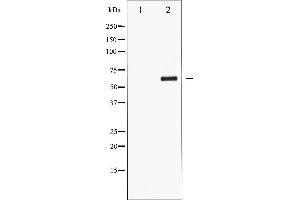 Western blot analysis of CDC25C phosphorylation expression in serum treated HuvEc whole cell lysates,The lane on the left is treated with the antigen-specific peptide. (CDC25C anticorps  (pSer216))