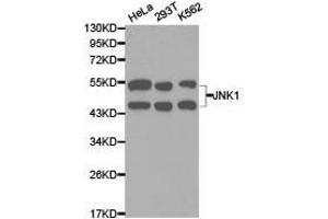 Western Blotting (WB) image for anti-Mitogen-Activated Protein Kinase 8 (MAPK8) antibody (ABIN1873631) (JNK anticorps)
