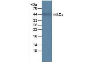 Western blot analysis of Human Serum. (CHI3L1 anticorps  (AA 112-377))