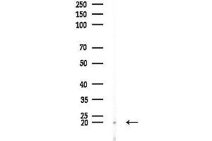 Western blot analysis of lysates from Mouse muscle, using LMO3 Antibody at 1/1000 dilution.