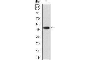 Western blot analysis using KCNQ1 mAb against human KCNQ1 (AA: 229-347) recombinant protein.