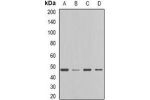 Western blot analysis of FDFT1 expression in MCF7 (A), HT29 (B), mouse liver (C), rat liver (D) whole cell lysates. (FDFT1 anticorps)