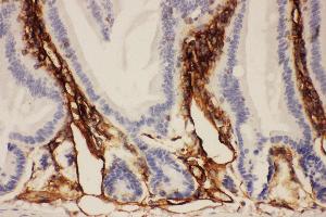 Anti-ICAM1 Picoband antibody,  IHC(P): Mouse Intestine Tissue