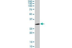 LYSMD2 MaxPab polyclonal antibody.
