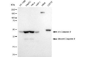 Western blotting analysis using cleaved Caspase-9 antibody (ABIN7797914).