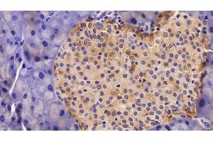 Detection of NSE in Mouse Pancreas Tissue using Polyclonal Antibody to Enolase, Neuron Specific (NSE)