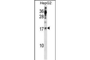 Western blot analysis in HepG2 cell line lysates (35ug/lane). (POLR2H anticorps  (AA 59-87))