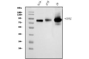 Western blot analysis of CD44 using anti-CD44 antibody (ABIN7603137).
