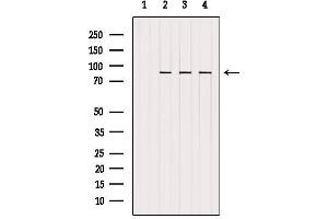 Western blot analysis of extracts from various samples, using Glycogen Synthase Antibody.