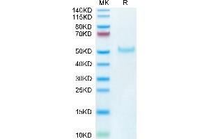 Cynomolgus PVRIG on Tris-Bis PAGE under reduced condition.