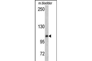 Western blot analysis of OGT antibody (C-term) (ABIN390649 and ABIN2840948) in mouse bladder tissue lysates (35 μg/lane). (OGT anticorps  (C-Term))