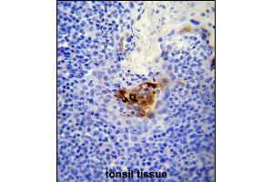 MC Antibody (C-term) (ABIN650721 and ABIN2839393) immunohistochemistry analysis in formalin fixed and paraffin embedded human tonsil tissue followed by peroxidase conjugation of the secondary antibody and DAB staining. (MCAM anticorps  (C-Term))