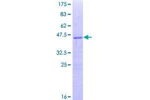 Image no. 1 for Smoothened Homolog (Drosophila) (SMO) (AA 653-787) protein (GST tag) (ABIN1320688)
