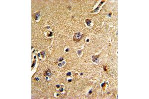 Immunohistochemistry (IHC) image for anti-Cell Division Cycle 23 (CDC23) antibody (ABIN3002712) (CDC23 anticorps)