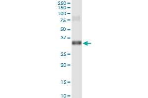 Immunoprecipitation of GSC transfected lysate using anti-GSC MaxPab rabbit polyclonal antibody and Protein A Magnetic Bead , and immunoblotted with GSC purified MaxPab mouse polyclonal antibody (B01P) .