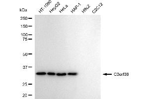 Western blotting analysis using C3orf38 antibody (ABIN7798078). (Recombinant C3orf38 anticorps)