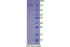 SDS-PAGE analysis of Mouse HSPA1B Protein. (HSPA1B Protéine)