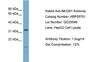 WB Suggested Anti-NEGR1  Antibody Titration: 0. (NEGR1 anticorps  (N-Term))
