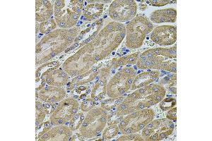 Immunohistochemistry of paraffin-embedded mouse kidney using ANXA8L2 antibody (ABIN5975720) at dilution of 1/100 (40x lens). (ANXA8L2 anticorps)