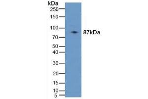 Western blot analysis of Human 293T Cells. (PLAA anticorps  (AA 162-312))