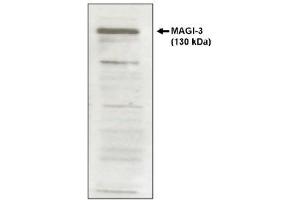 Image no. 1 for anti-Membrane Associated Guanylate Kinase, WW and PDZ Domain Containing 3 (MAGI3) antibody (ABIN264918) (MAGI3 anticorps)