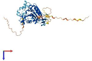 AlphaFold protein structure predicition of Mouse Recombinant Abhd8 Protein, UniprotID Q8R0P8