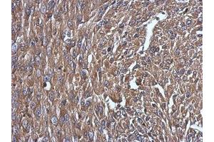 Image no. 2 for anti-Niemann-Pick Disease, Type C2 (NPC2) (AA 1-151) antibody (ABIN1499802)